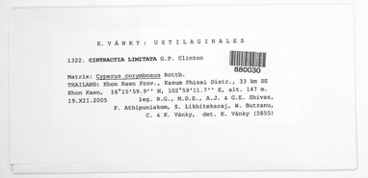 Cintractia limitata image